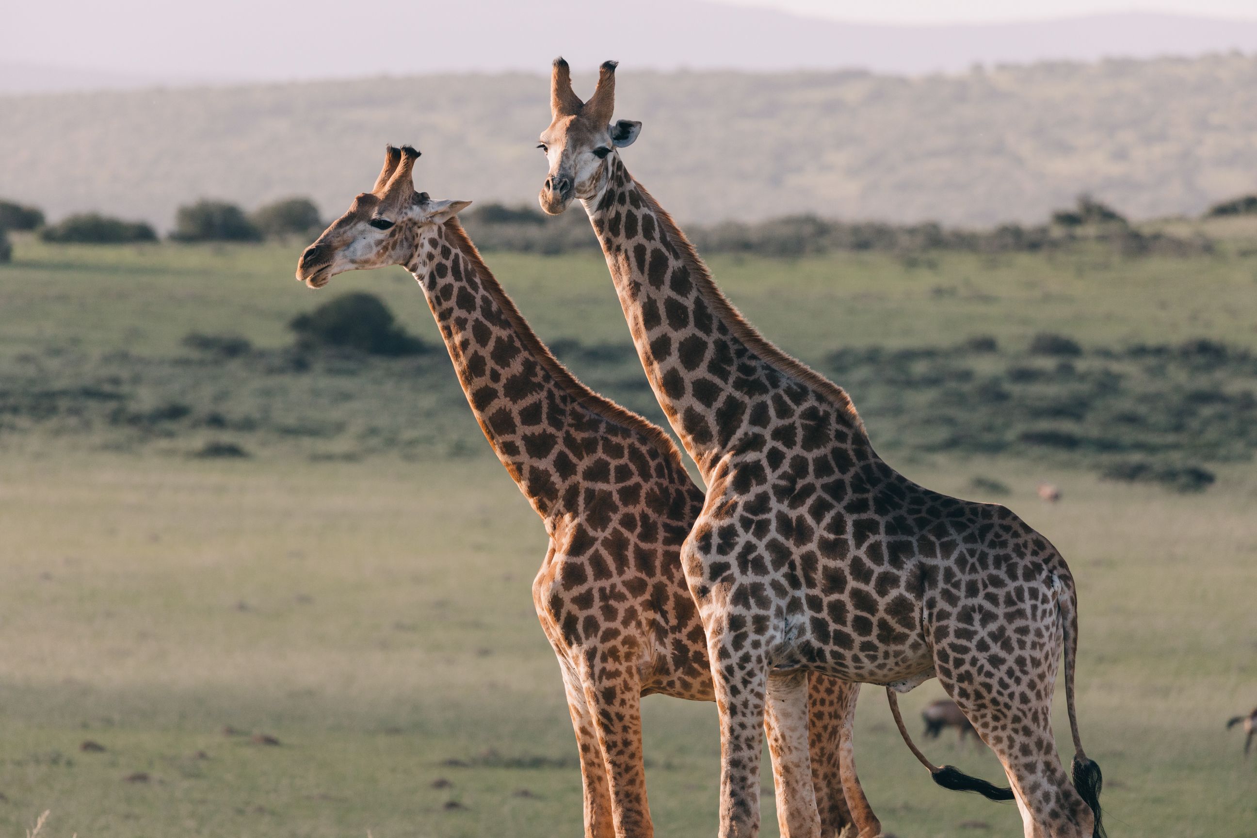 Tsavo - Signature experience